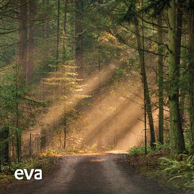 Meditatie in het bos Meditatie in het bos