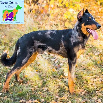 Wesley Wants a Beauceron Wesley Wants a Beauceron