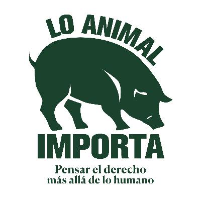 ¿Puede un perro ganar un juicio? Lobita: El Hito Jurídico de la Perrita Comunitaria en México