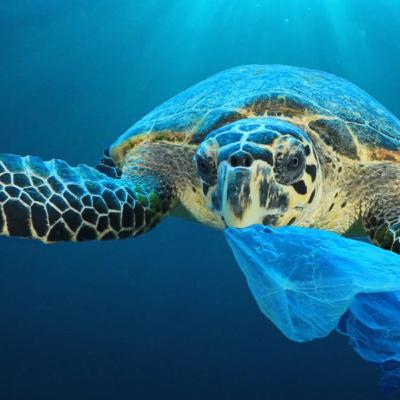 Stop aux sachets plastiques !