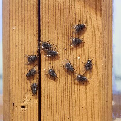 The Buzz On Fly Prevention