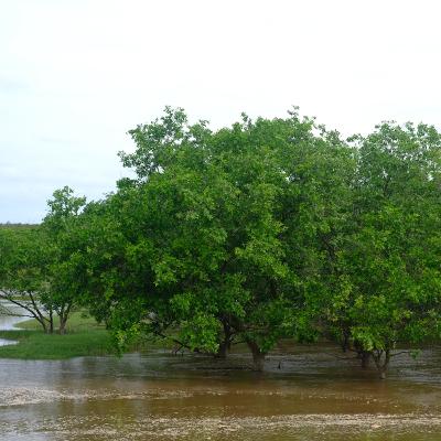 Rừng ngập mặn: Giá trị lớn nhưng ít được coi trọng Rừng ngập mặn: Giá trị lớn nhưng ít được coi trọng
