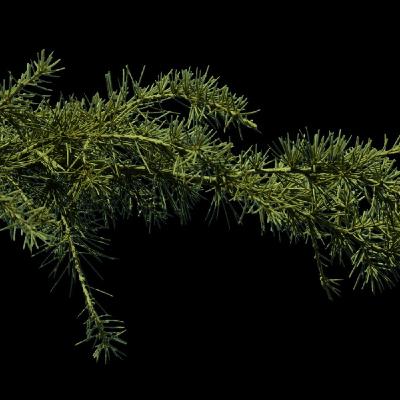 Jodła Daglezja - Douglas Fir - Daglezja Zielona