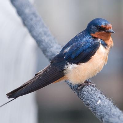 Mixed-grass Melodies