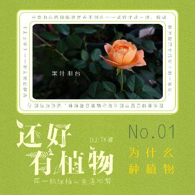Vol.01用一株绿植与生活和解 Vol.01用一株绿植与生活和解