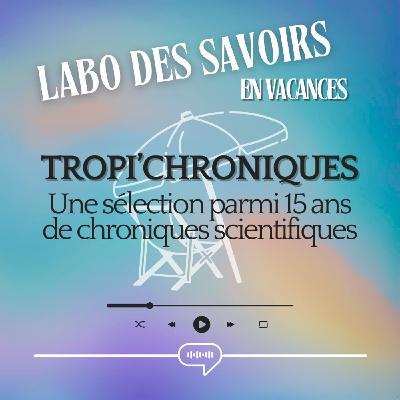 TROPI'CHRONIQUES : bière et mousse (2020)