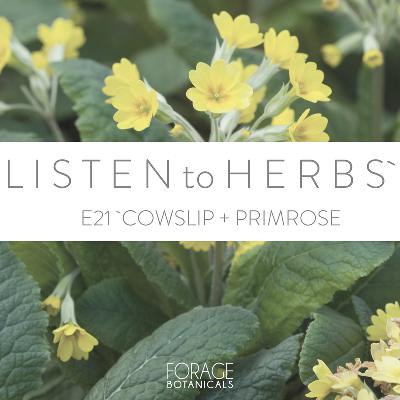 E21 Cowslip and Primrose