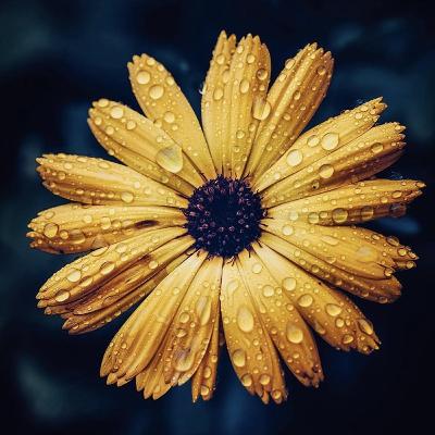 🌀S3:196— Los Reyes Magos