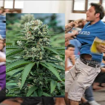 EP # 43 Don't sativa me bro