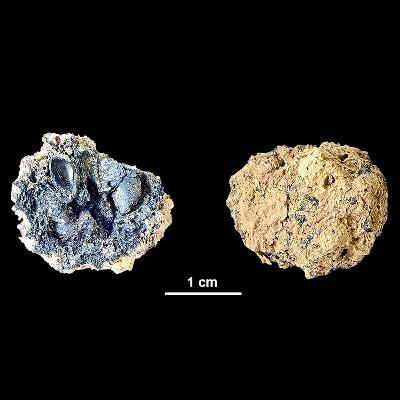 4000 Jahre alten Apfel in Wien gefunden!
