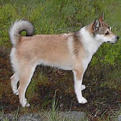 Norwegian Lundehund