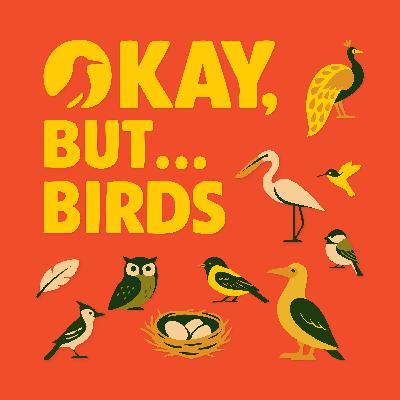 Trailer — Okay, But Birds…