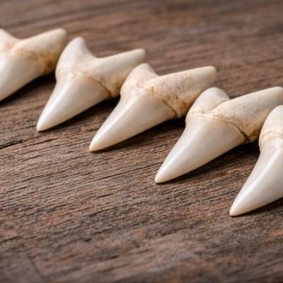 276. How to reimplant an Avulsed Tooth