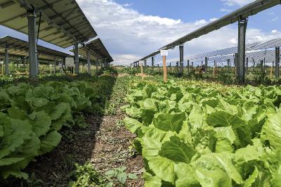 Throwing Shade: Some crops thrive under solar panels Throwing Shade: Some crops thrive under solar panels