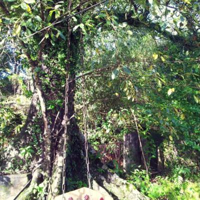 The Chain Tree of Wayanad