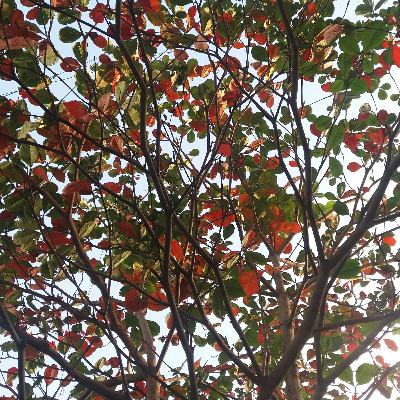 Focussed Morning Walk