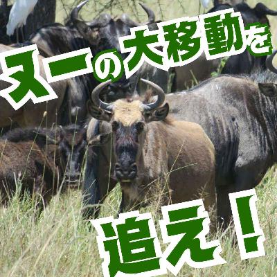 タンザニアでヌーの大移動と10日間並走した話(ゲスト:ワクサカソウヘイ)【超旅ラジオ #228】 タンザニアでヌーの大移動と10日間並走した話(ゲスト:ワクサカソウヘイ)【超旅ラジオ #228】