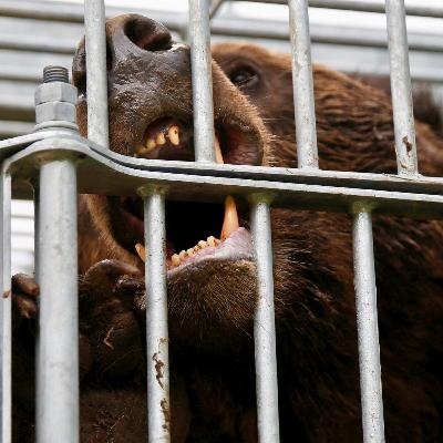 Japan deploys troops to northern mountains to tackle rising deadly bear attacks