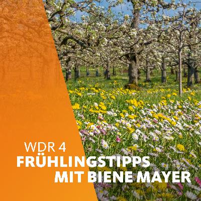 Frühlingstipps mit Biene Mayer: Blumenbeete