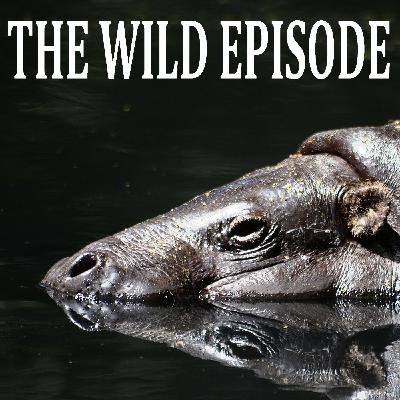 Pygmy Hippo : The Hippo in the Zoo