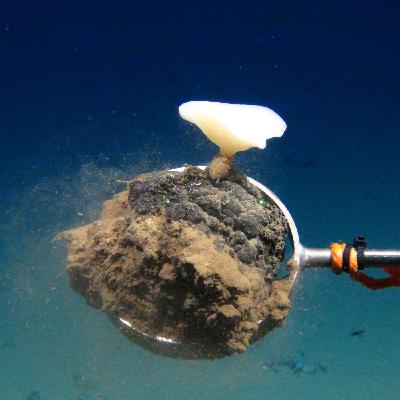 De diepzee als mijn. Met marien geoloog Gert-Jan Reichart De diepzee als mijn. Met marien geoloog Gert-Jan Reichart