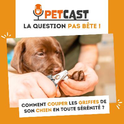 Comment couper les griffes de son chien en toute sérénité ? Comment couper les griffes de son chien en toute sérénité ?