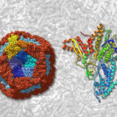1, 2, 3 por la Ciencia - ¿Hay virus buenos?