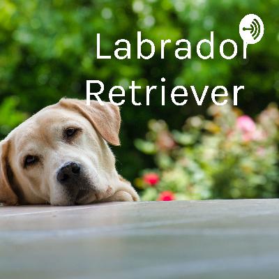 Labrador Retriever  (Trailer)