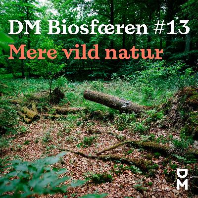DM Biosfæren: Poetiske sommerfugle, store planteædere og vejen til mere vild natur