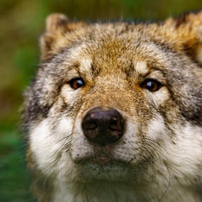 Schutz oder Abschuss - Das große Missverständnis Wolf