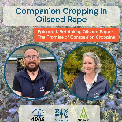 Rethinking Oilseed Rape - The Promise of Companion Cropping