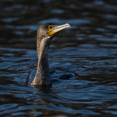 Episode 5: The Cormorant Episode 5: The Cormorant