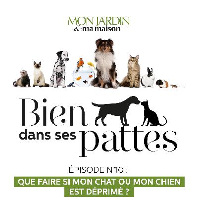 Mon chien, mon chat est déprimé. Pourquoi ? Comment réagir ?
