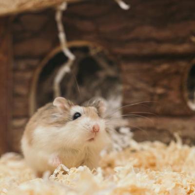 An Australian made vaccine is successfully protecting hamsters from Covid-19 An Australian made vaccine is successfully protecting hamsters from Covid-19
