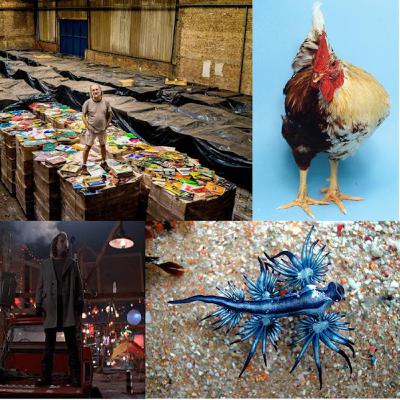 La mayor colección de discos, mitad gallo mitad gallina, una babosa de Avatar y luz para el nuevo año