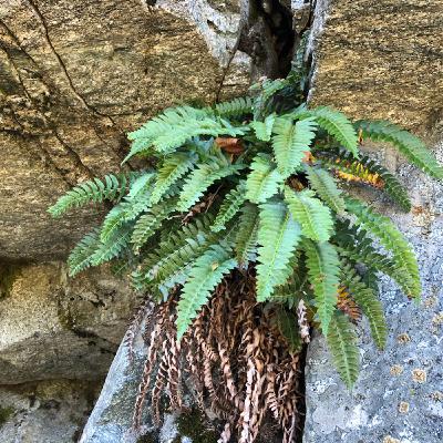Chaparral Ferns in the SoCal Sun Chaparral Ferns in the SoCal Sun