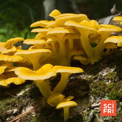 A Delicious But Invasive Mushroom Could Affect Fungal Diversity