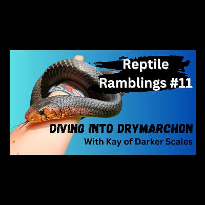 Reptile Ramblings #11: Diving into Drymarchon with Kay of Darker Scales