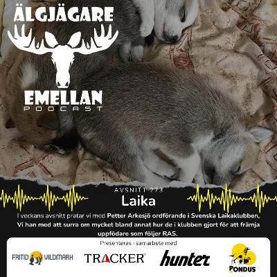 273. Laika 273. Laika
