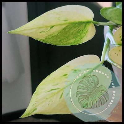 EP95-Epipremnum