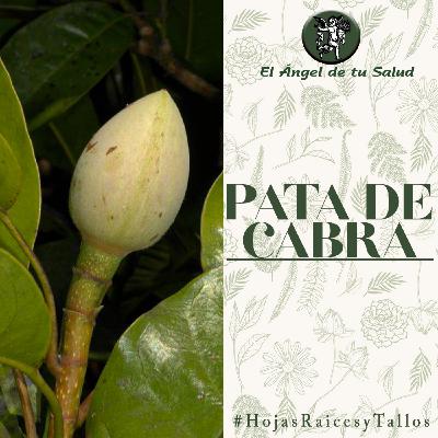 El Ángel de tu Salud - Pata de Cabra**