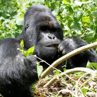 Uganda, tras los Chimpances de la selva virgen y los Gorilas de montaña Uganda, tras los Chimpances de la selva virgen y los Gorilas de montaña