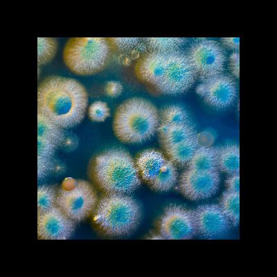 引用されるレビュー論文は？「菌類コミュニケーション」についての最新研究を例に解説。（The Chemical Language of Nature: Unveiling the Secrets of Plant, Fungal, and Insect Interactions）
