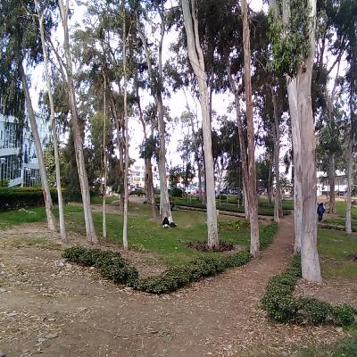 El "Bosque de Letras" de la UNMSM