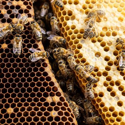 The Busy Life of Honeybees The Busy Life of Honeybees