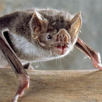 26. Vampire Bat (The Mammal That Lives On Blood) 26. Vampire Bat (The Mammal That Lives On Blood)