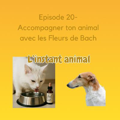 #20 Accompagner ton animal avec les Fleurs de Bach