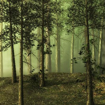 Bosques: historia, importancia y protección