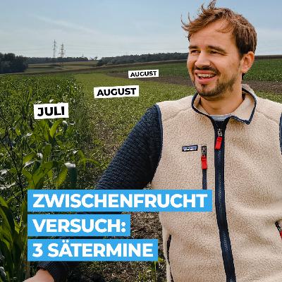 Zwischenfrucht Versuch: 3 Sätermine