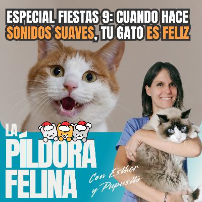 587. Especial fiestas 9: Cuando hace SONIDOS SUAVES, tu gato ES FELIZ 587. Especial fiestas 9: Cuando hace SONIDOS SUAVES, tu gato ES FELIZ